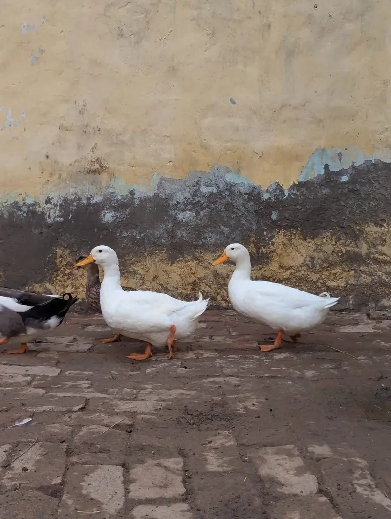 White ducks — photo 7