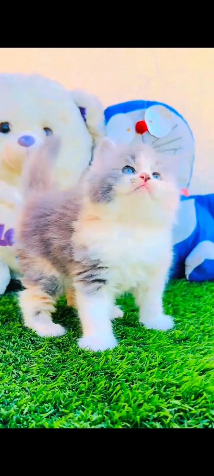 pure Persian cats vaccinated and healthy active WhatsApp/0344/6895398/ — photo 2