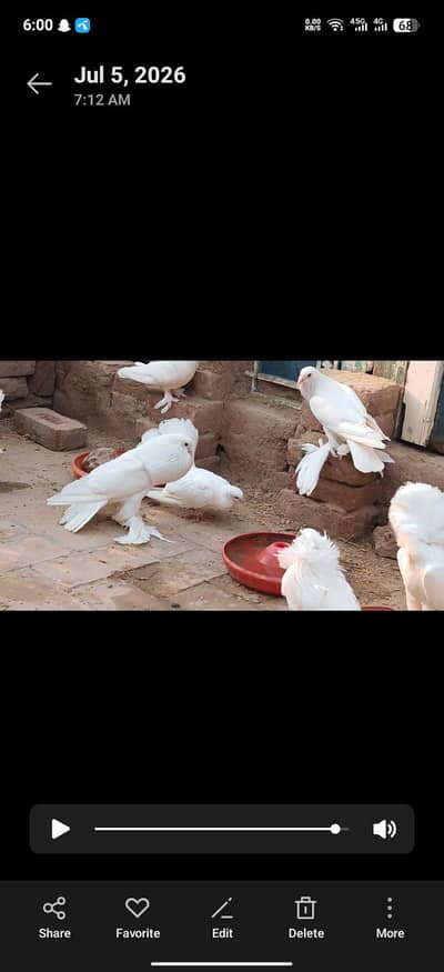 sahiwal