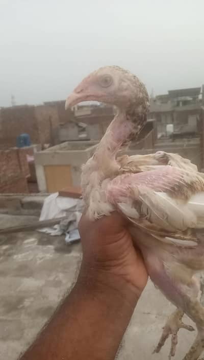 ram pury