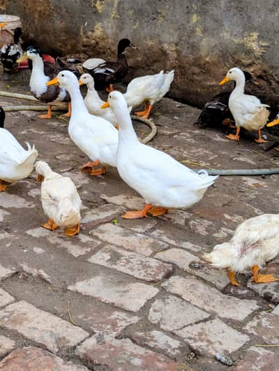 White ducks