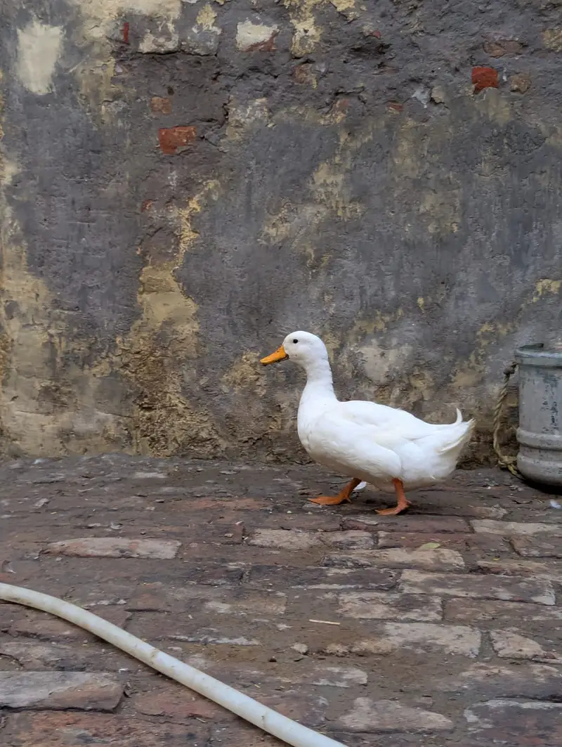 White ducks — photo 5