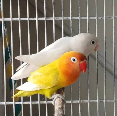Lovebird Breeder Pair for Sale | Cage also available