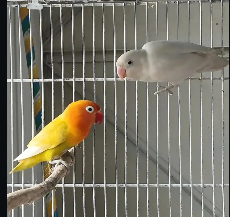 Lovebird Breeder Pair for Sale | Cage also available — photo 2
