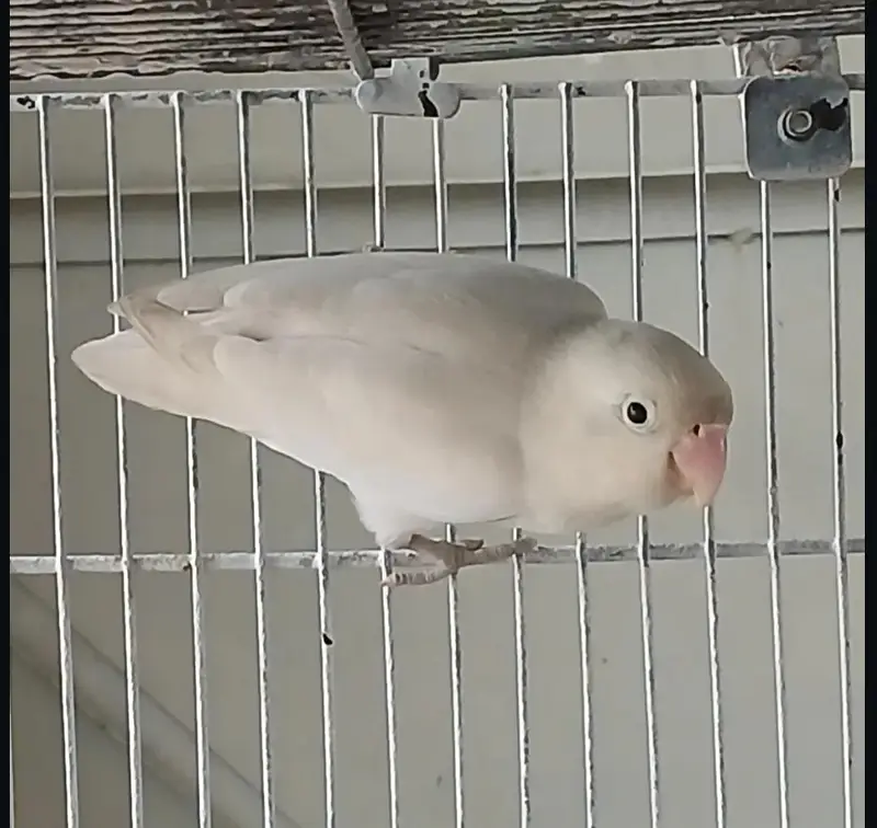 Lovebird Breeder Pair for Sale | Cage also available — photo 3