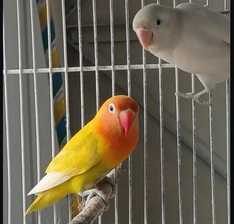 Lovebird Breeder Pair for Sale | Cage also available — photo 4