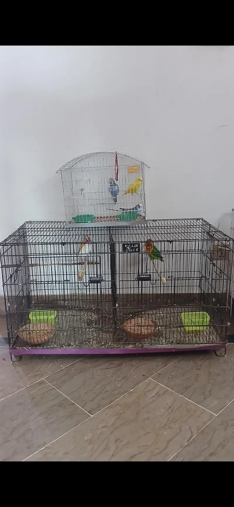 Lovebird Breeder Pair for Sale | Cage also available — photo 5