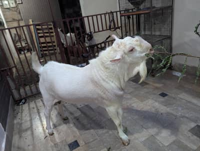 teady goat breeder