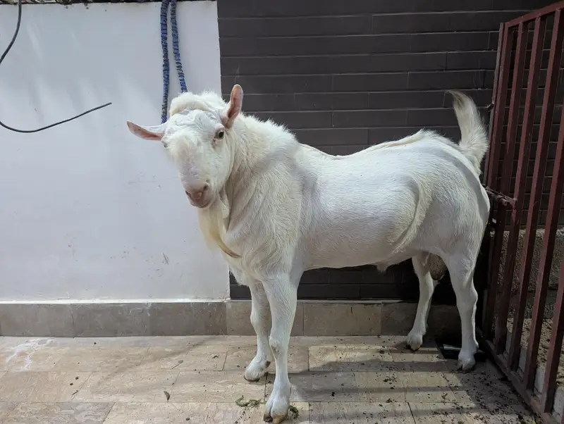 teady goat breeder — photo 2