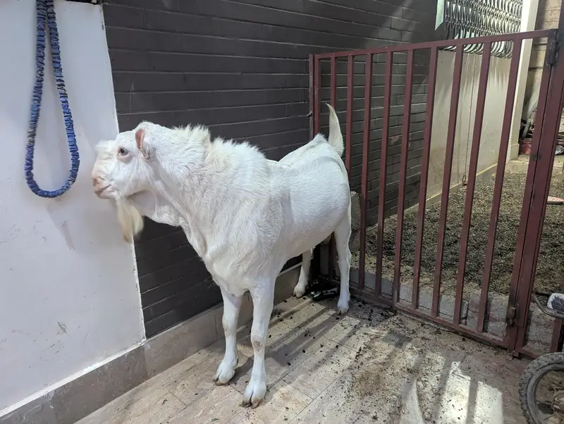 teady goat breeder — photo 3