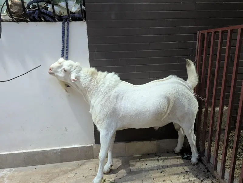 teady goat breeder — photo 4