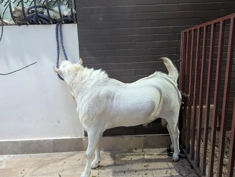 teady goat breeder — photo 5