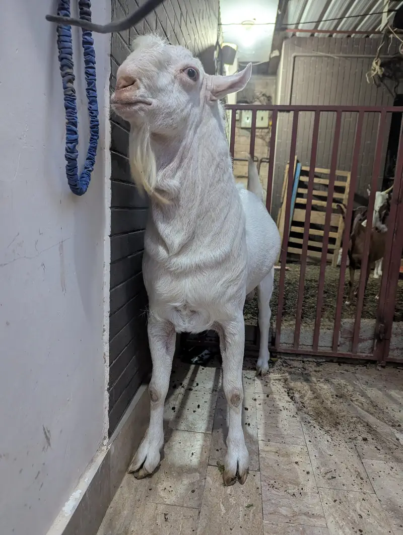 teady goat breeder — photo 6