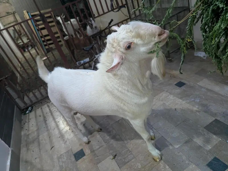 teady goat breeder — photo 7