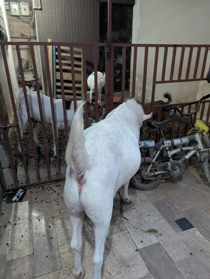 teady goat breeder — photo 8