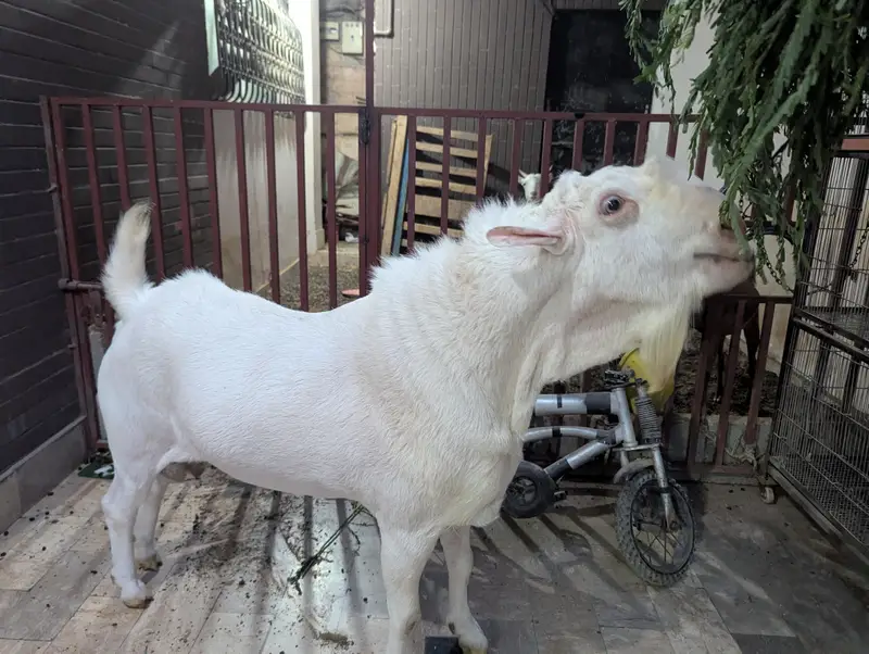 teady goat breeder — photo 9