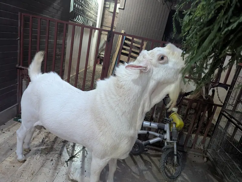 teady goat breeder — photo 10