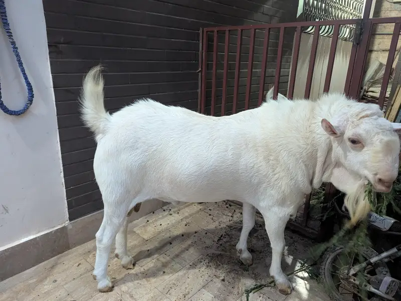 teady goat breeder — photo 11
