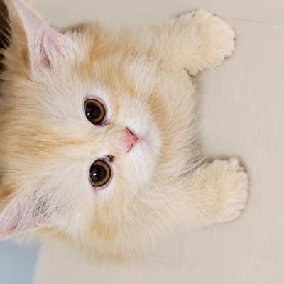 Triple coat Persian female cat for sale. Extremely friendly