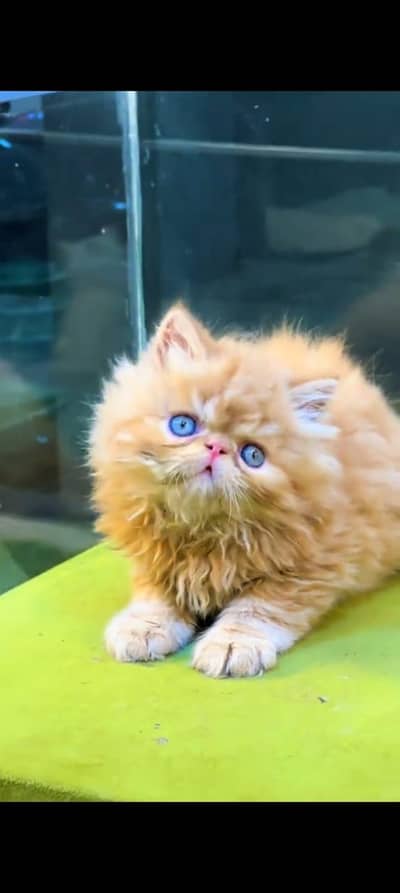 pure Persian cats vaccinated and healthy active WhatsApp/0344/6895398/