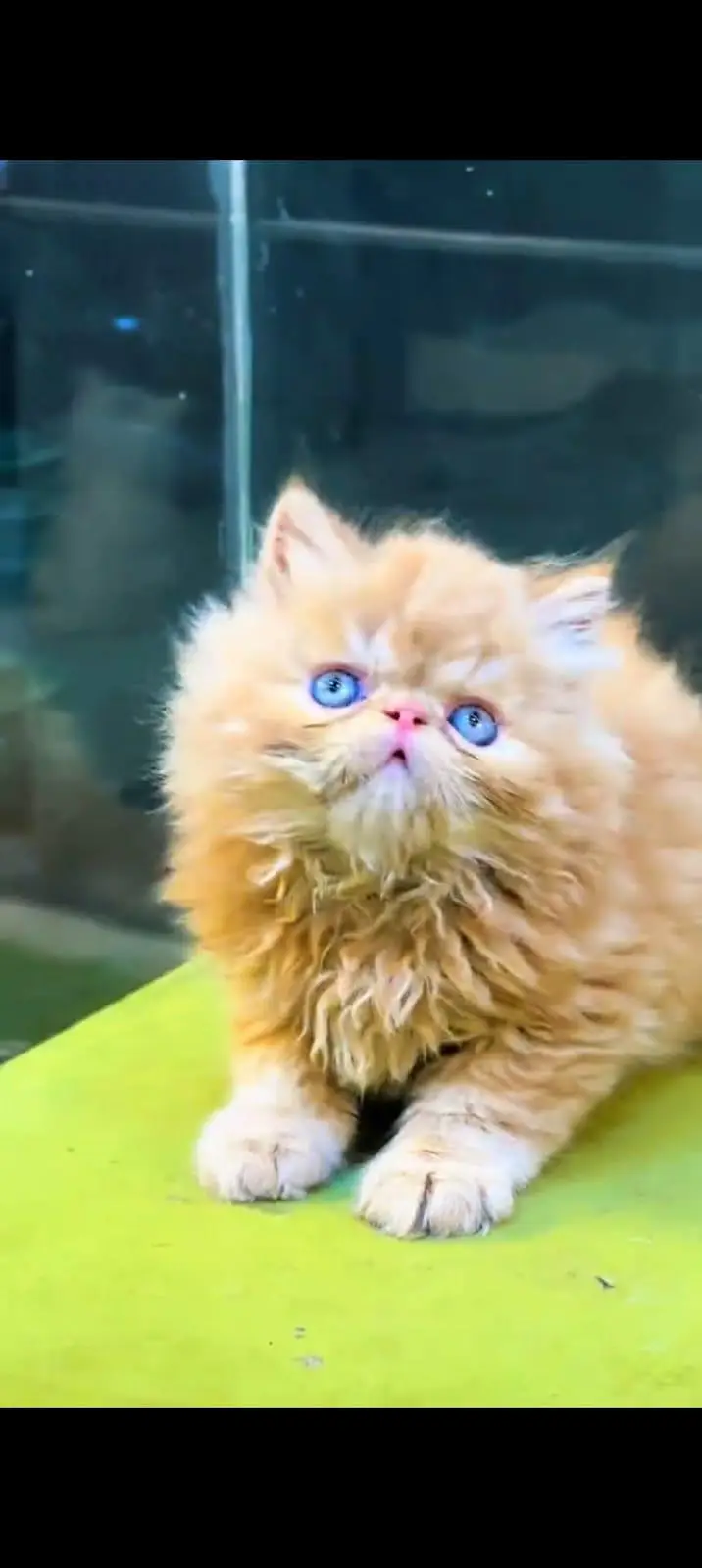 pure Persian cats vaccinated and healthy active WhatsApp/0344/6895398/ — photo 4