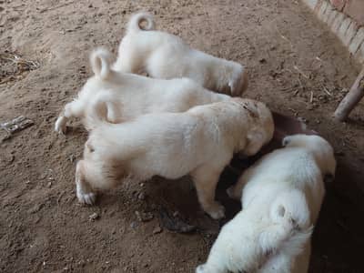 Russian puppy healthy and active