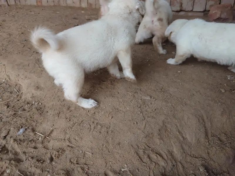 Russian puppy healthy and active — photo 2