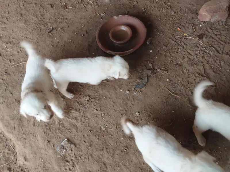 Russian puppy healthy and active — photo 3