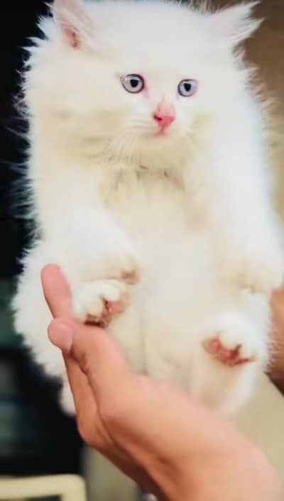 pure Persian cats vaccinated and healthy active WhatsApp/0344/6895398/
