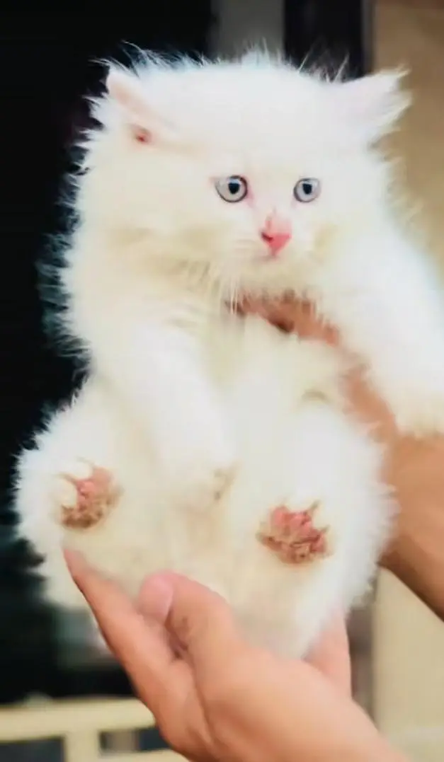 pure Persian cats vaccinated and healthy active WhatsApp/0344/6895398/ — photo 2
