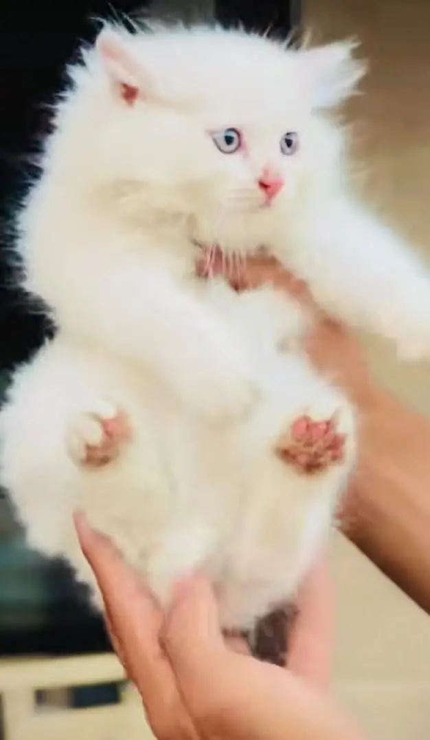 pure Persian cats vaccinated and healthy active WhatsApp/0344/6895398/ — photo 3