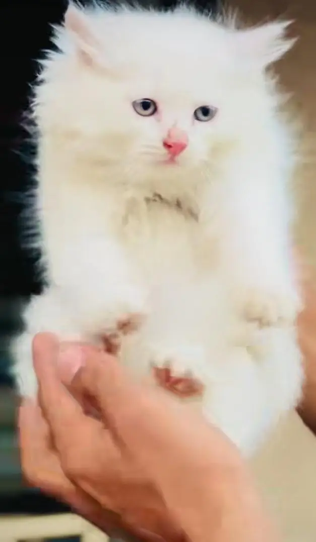 pure Persian cats vaccinated and healthy active WhatsApp/0344/6895398/ — photo 4