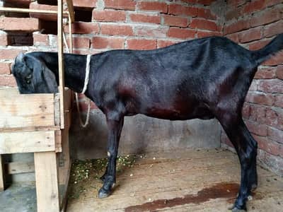 Black  bakri Gaban for sale 0/3/0/2/1/7/3/6/8/2/5