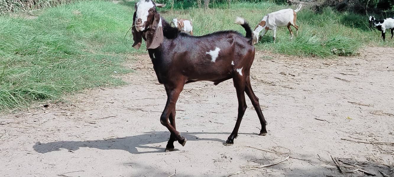 دو دانت دیسی بکرہ بکریوں کے لئے breader male goat 0