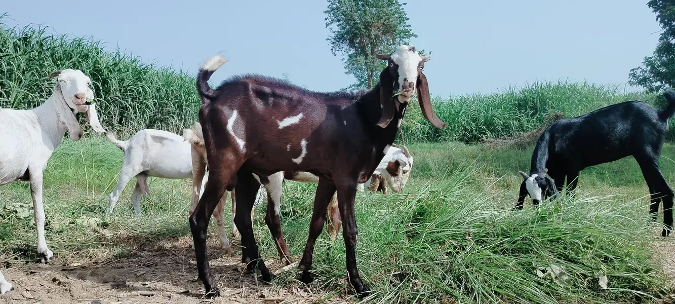 دو دانت دیسی بکرہ بکریوں کے لئے breader male goat — photo 2