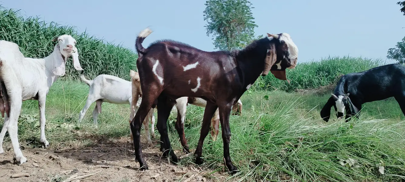 دو دانت دیسی بکرہ بکریوں کے لئے breader male goat — photo 3