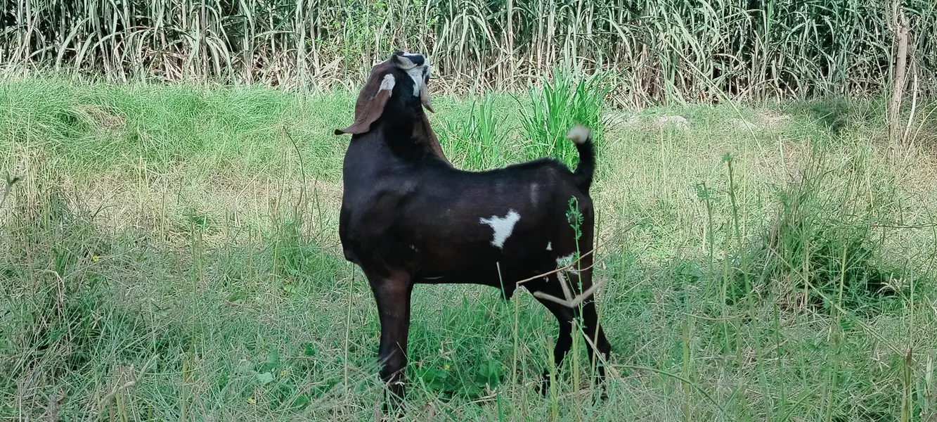 دو دانت دیسی بکرہ بکریوں کے لئے breader male goat — photo 4