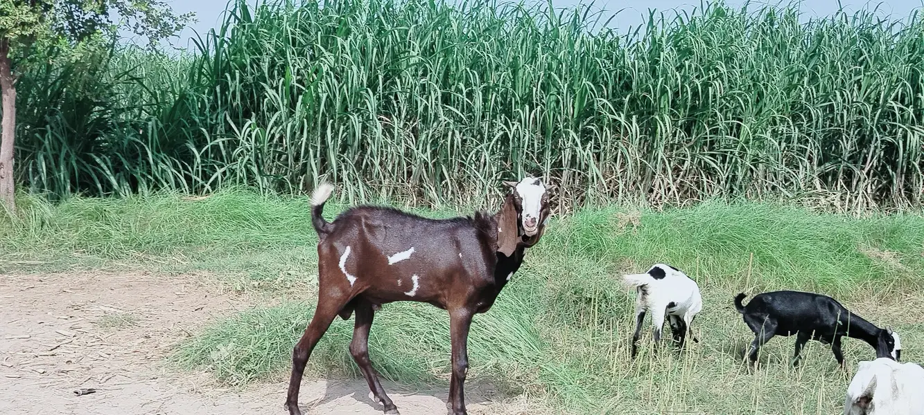دو دانت دیسی بکرہ بکریوں کے لئے breader male goat — photo 5
