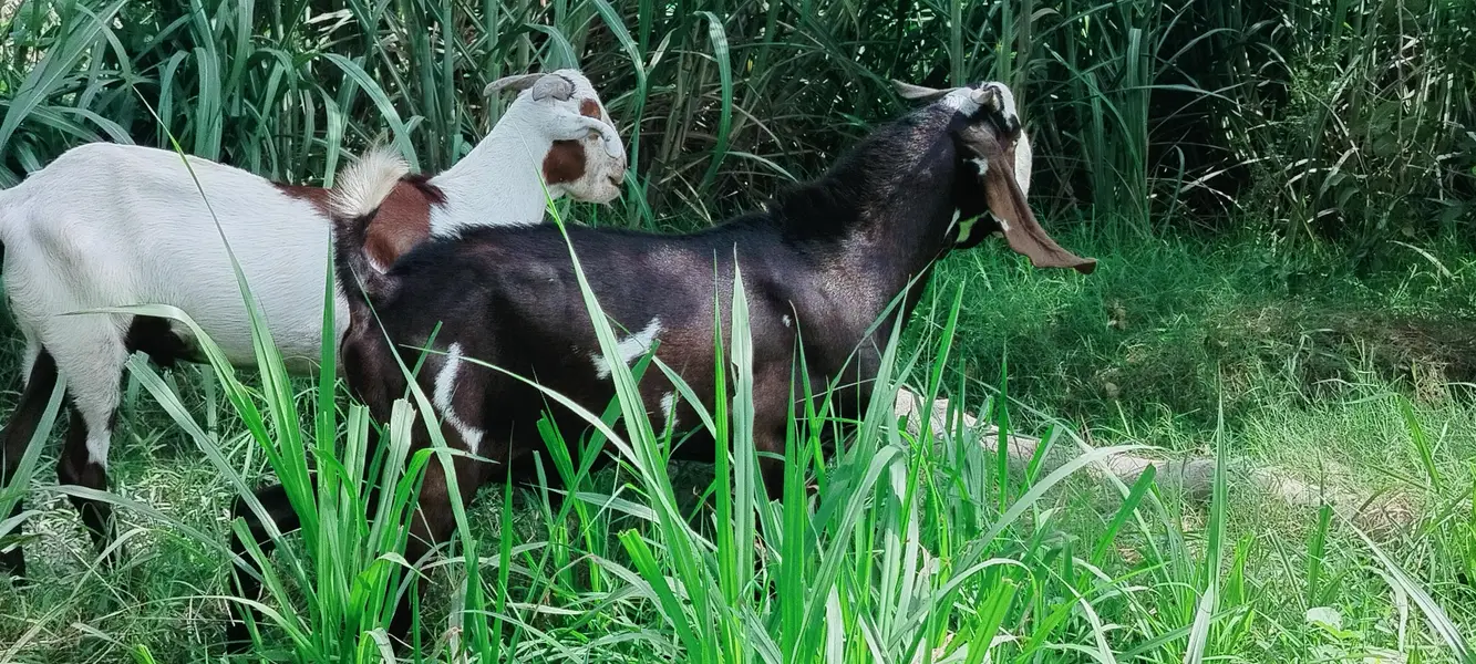 دو دانت دیسی بکرہ بکریوں کے لئے breader male goat — photo 6