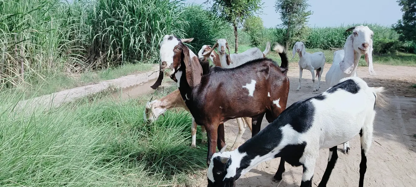 دو دانت دیسی بکرہ بکریوں کے لئے breader male goat — photo 7