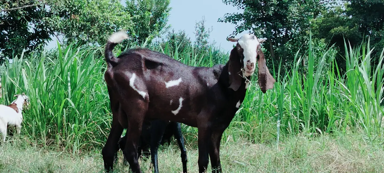 دو دانت دیسی بکرہ بکریوں کے لئے breader male goat — photo 8
