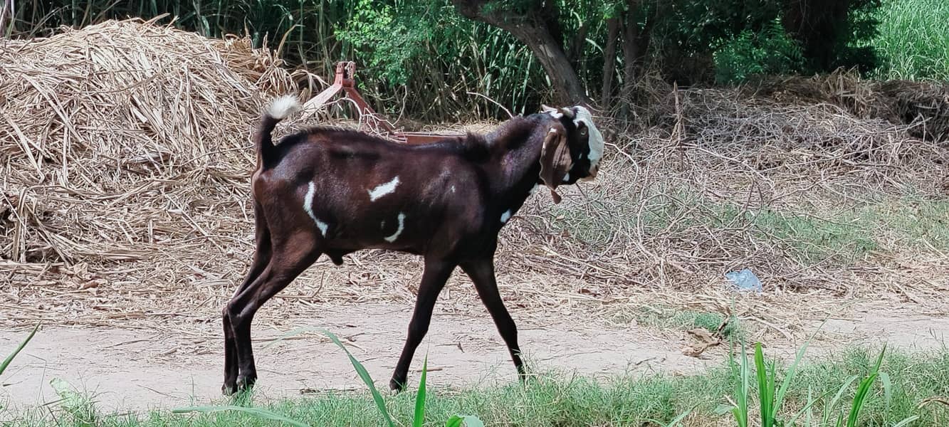 دو دانت دیسی بکرہ بکریوں کے لئے breader male goat 8
