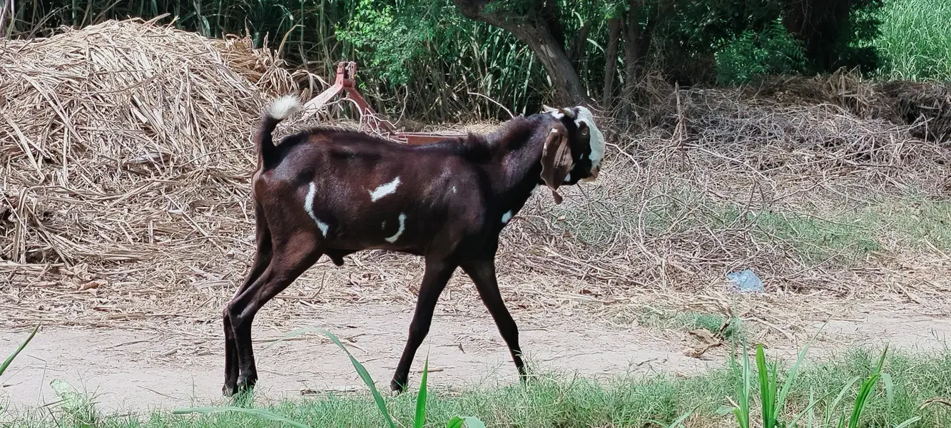 دو دانت دیسی بکرہ بکریوں کے لئے breader male goat — photo 9