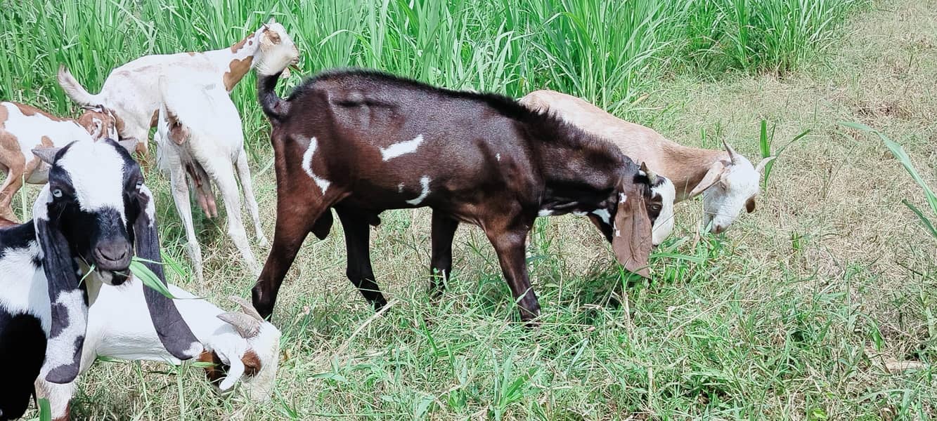 دو دانت دیسی بکرہ بکریوں کے لئے breader male goat 9