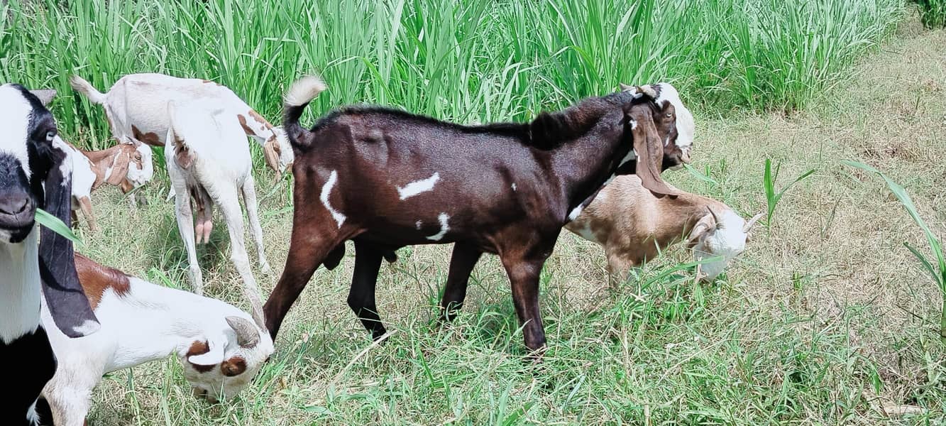 دو دانت دیسی بکرہ بکریوں کے لئے breader male goat 10