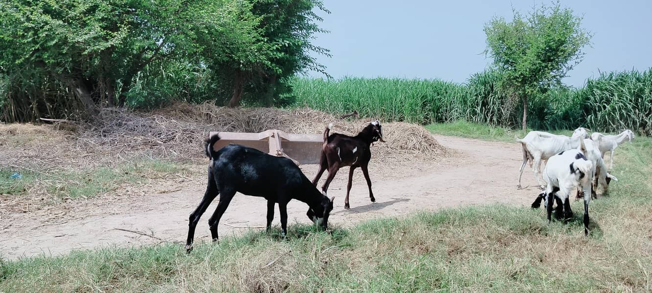 دو دانت دیسی بکرہ بکریوں کے لئے breader male goat 11