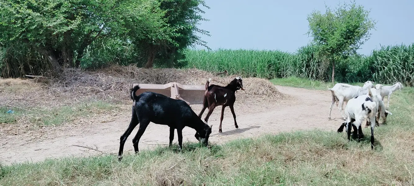 دو دانت دیسی بکرہ بکریوں کے لئے breader male goat — photo 12