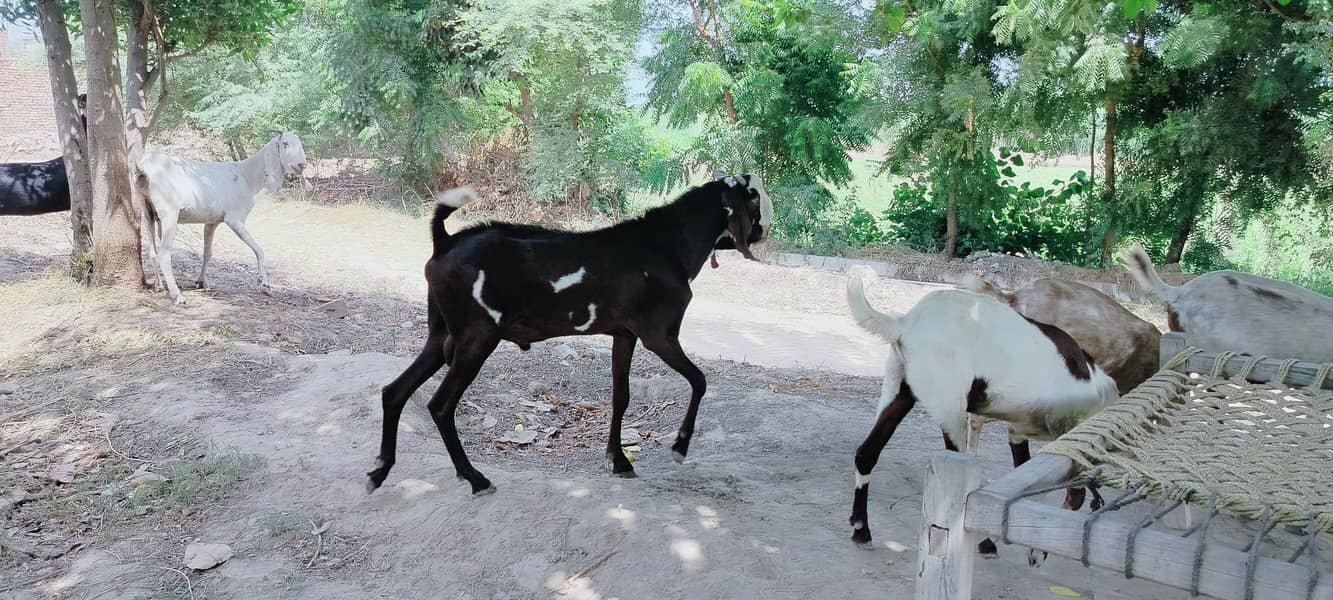 دو دانت دیسی بکرہ بکریوں کے لئے breader male goat 12