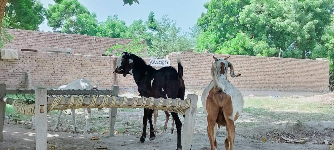 دو دانت دیسی بکرہ بکریوں کے لئے breader male goat 13