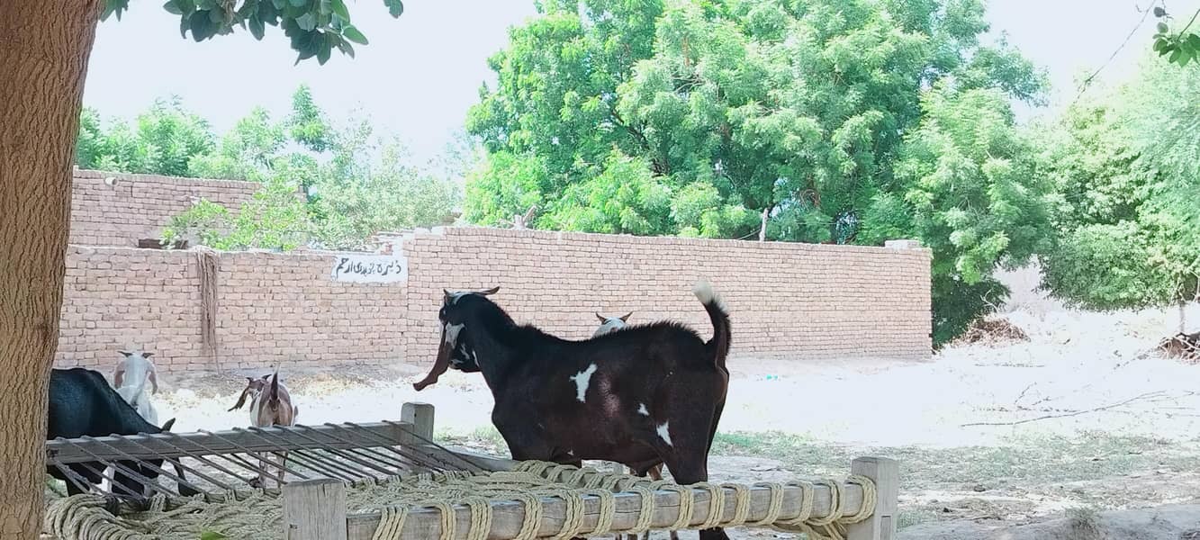دو دانت دیسی بکرہ بکریوں کے لئے breader male goat 14